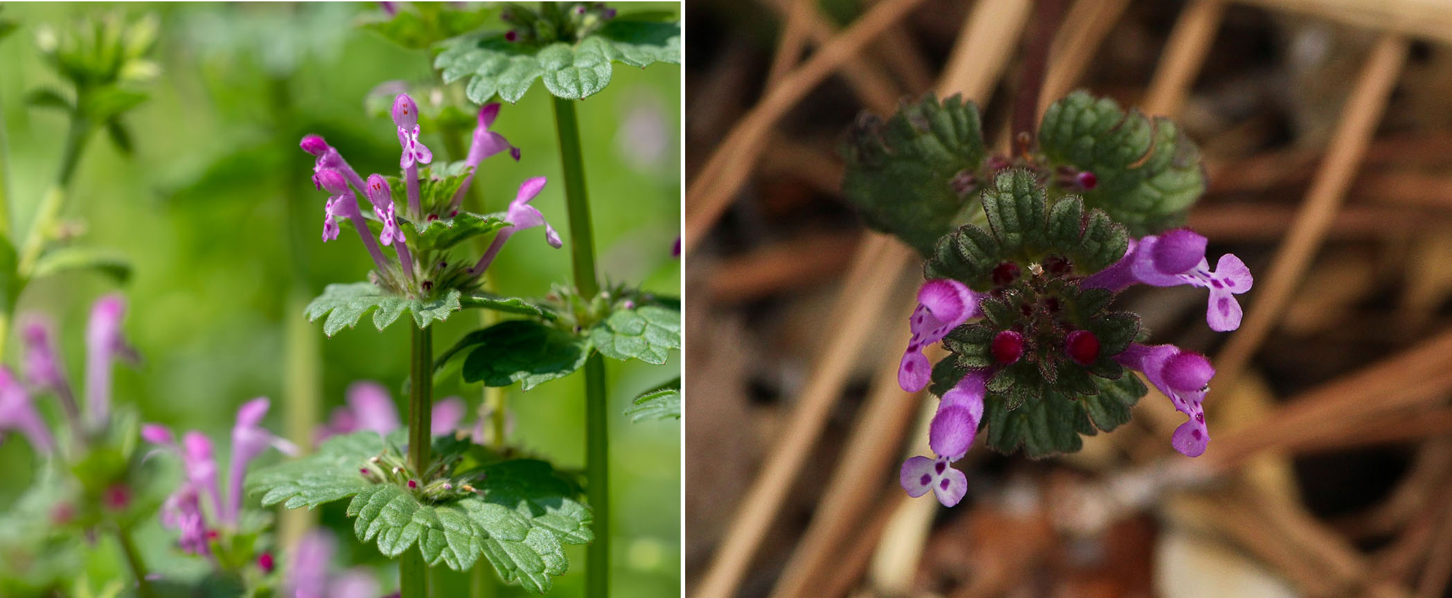 Henbit flowers and foliage.